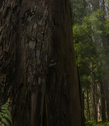 Accessibility_Main Banner